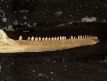 Media type: image;   Herpetology R-132035